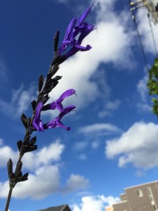夏空と紫ハーブ