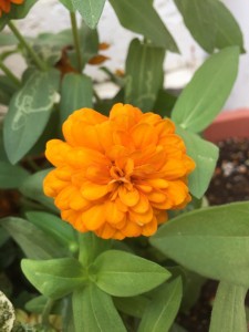 オレンジの八重花
