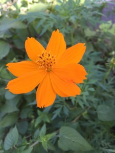 オレンジ色の夏花