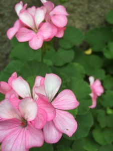ピンクと白の併せ花